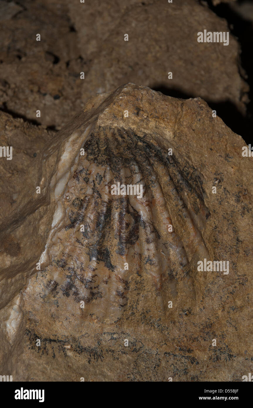 Formazioni di pietra calcarea e fossili nella caverna di Ruakuri nel distretto di Waitomo in Nuova Zelanda. Tropfsteine und Versteinerungen Foto Stock