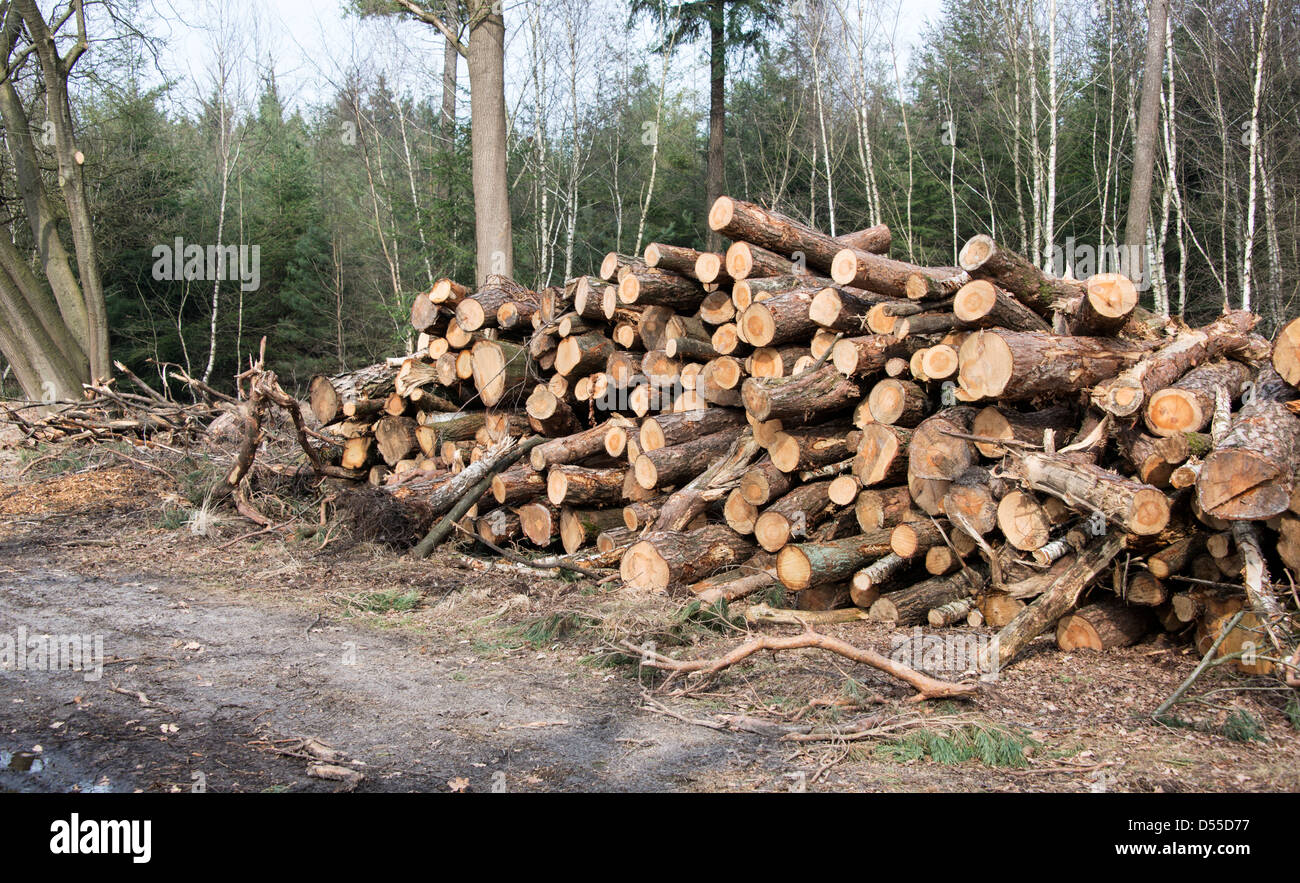 raccolta di pezzi di legno