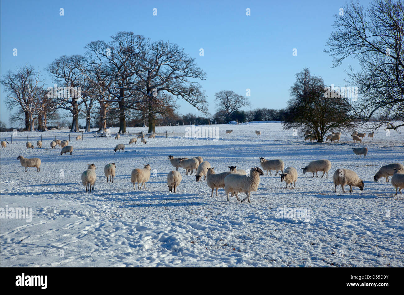 Pecore in neve a Dumfries Herts inverno Foto Stock