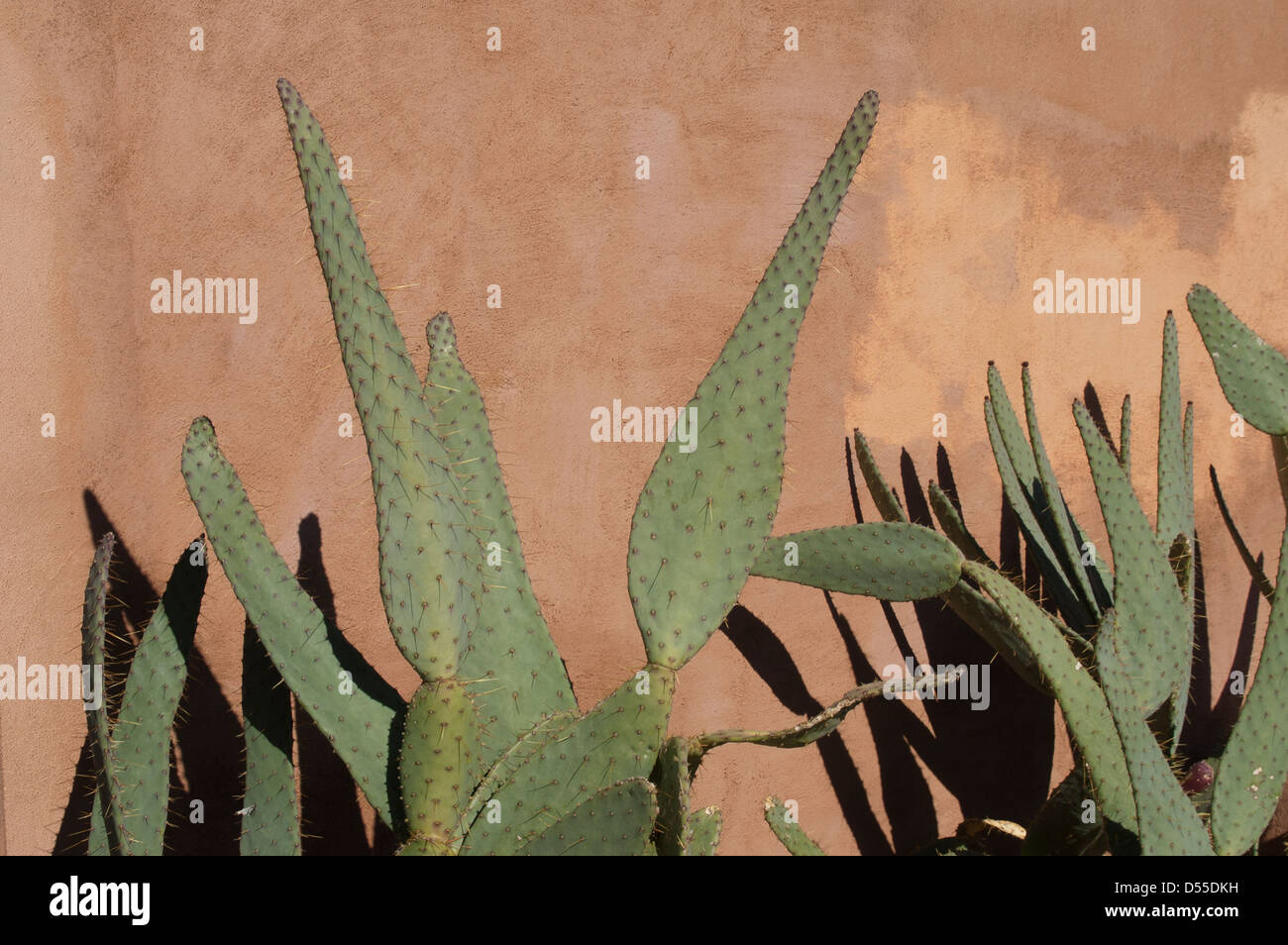 Un grande desert cactus gettando ombre contro un color salmone stucco parete - un sacco di copia dello spazio disponibile. Foto Stock