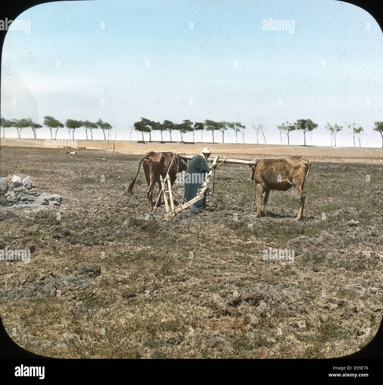 Un contadino ara i campi vicino alle piramidi di Giza in Egitto. L'immagine raffigura le pratiche agricole tradizionali accanto agli antichi monumenti, evidenziando il contrasto tra la storia antica e l'agricoltura moderna. Foto Stock