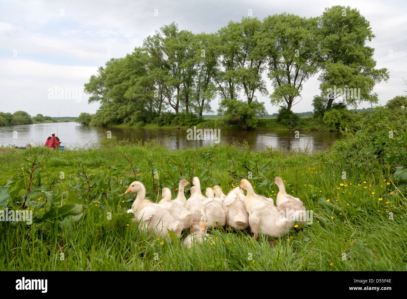 Barnstedt, Germania, sull'Aller Gaensekueken Foto Stock