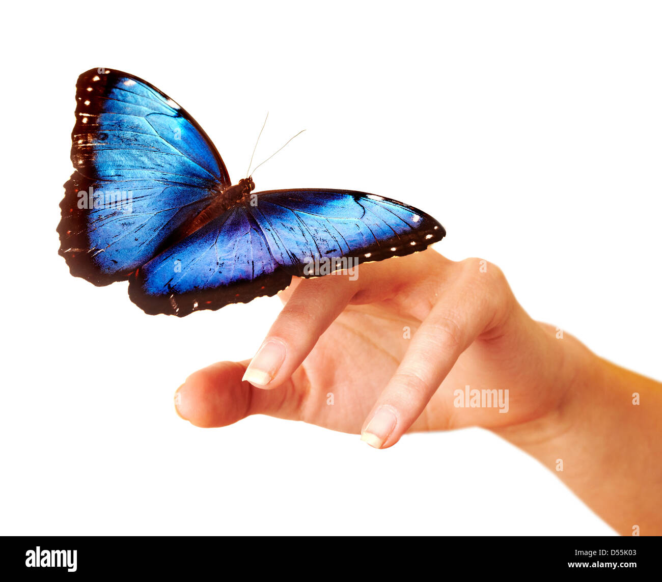 Farfalla sulla mano. Foto Stock