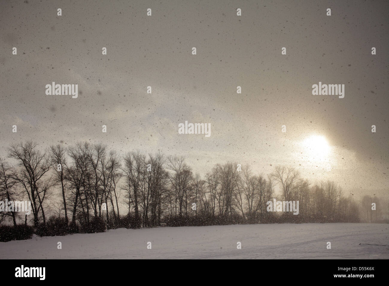 Labbra, Repubblica Ceca, nevicata Lipno nella foresta Boema Foto Stock