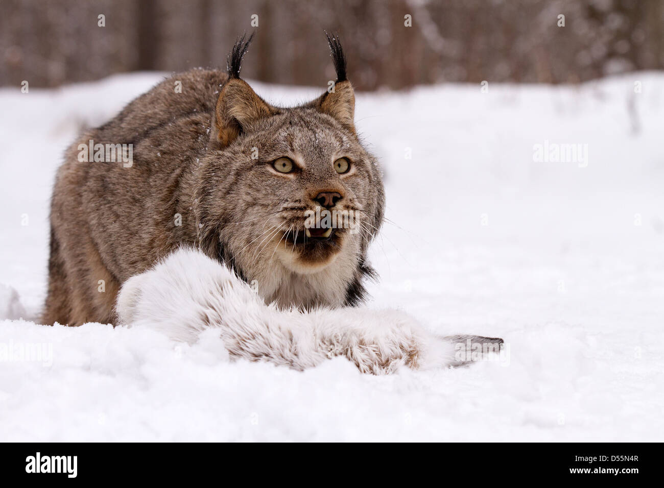 Canada, Lynx Lynx canadansis nella neve con le racchette da neve lepre Foto Stock