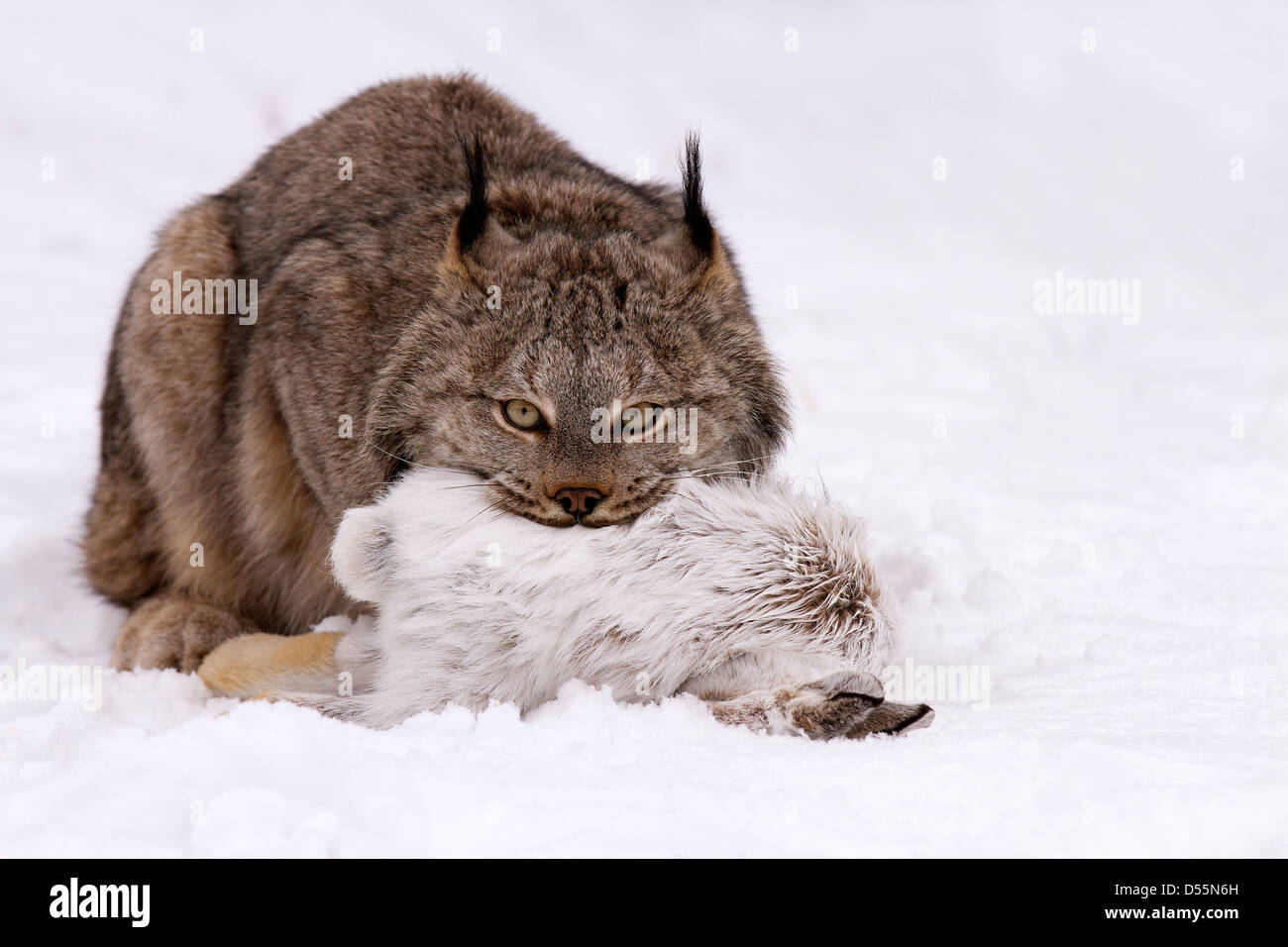 Canada, Lynx Lynx canadansis nella neve con le racchette da neve lepre Foto Stock