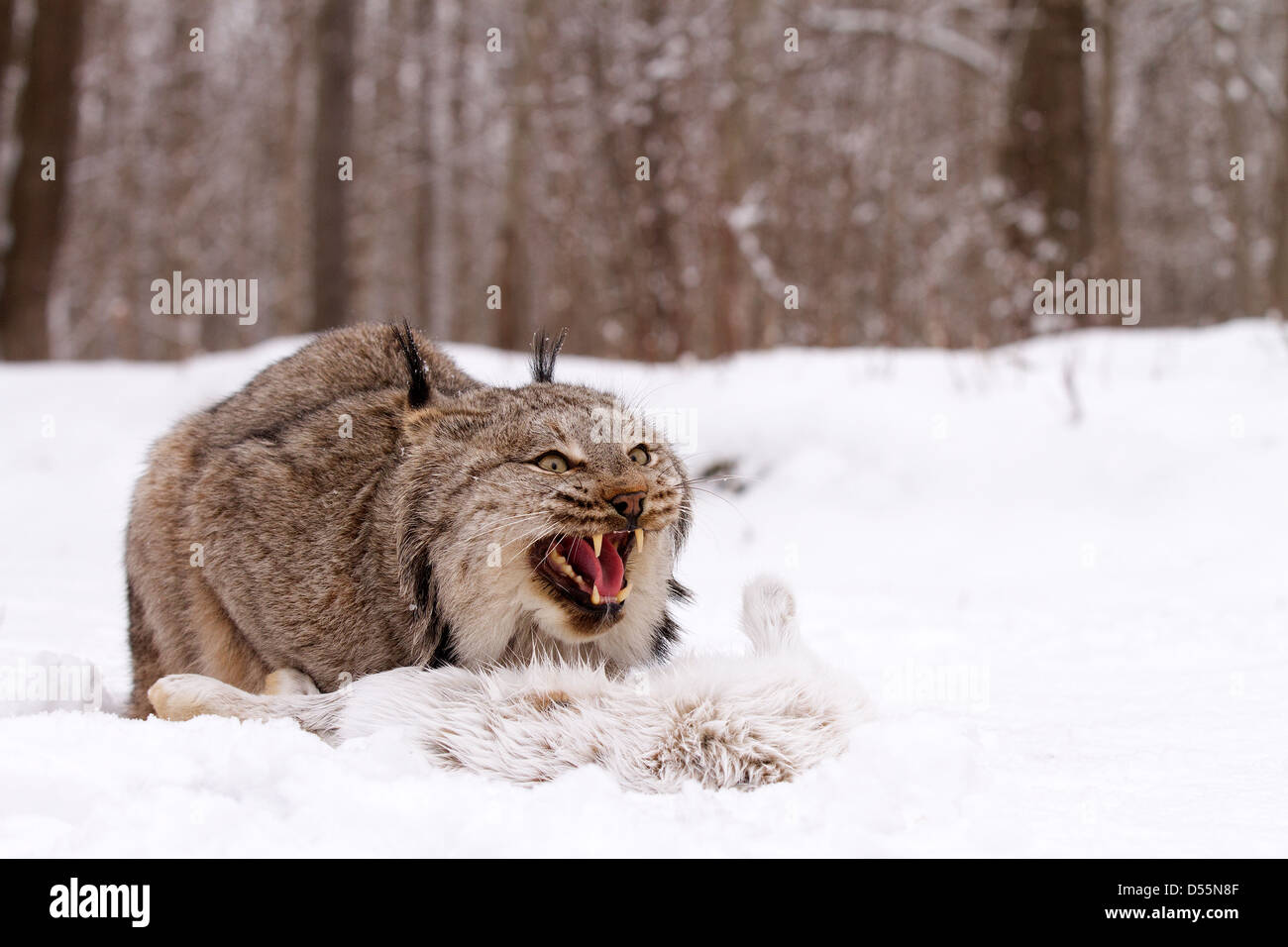 Canada, Lynx Lynx canadansis nella neve con le racchette da neve lepre Foto Stock