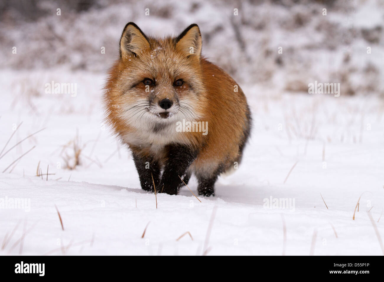 Red Fox, Vulpes vulpes uscendo dal bosco Foto Stock