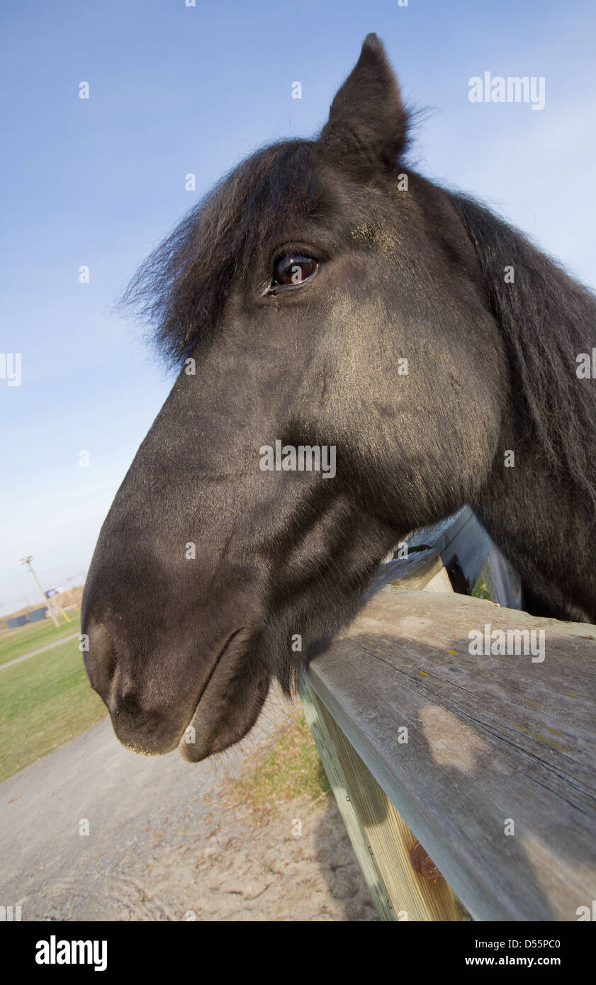 Ampio angolo Ritratto di un cavallo, con un espressione divertente Foto Stock