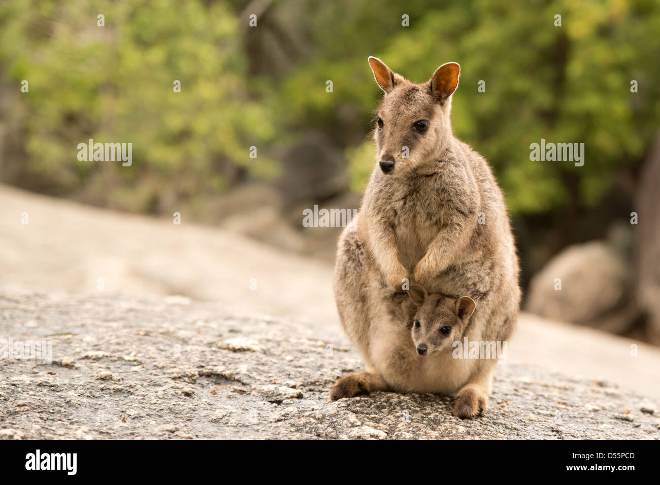 Mareeba Aeroporto Rock Wallaby con Joey, North Queensland, Australia Foto Stock