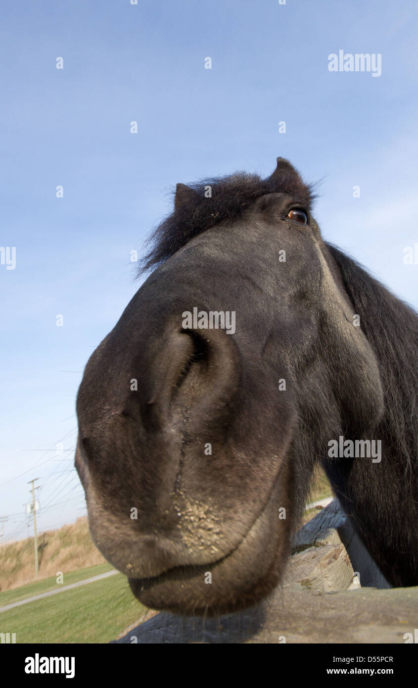 Ampio angolo Ritratto di un cavallo, con un espressione divertente Foto Stock