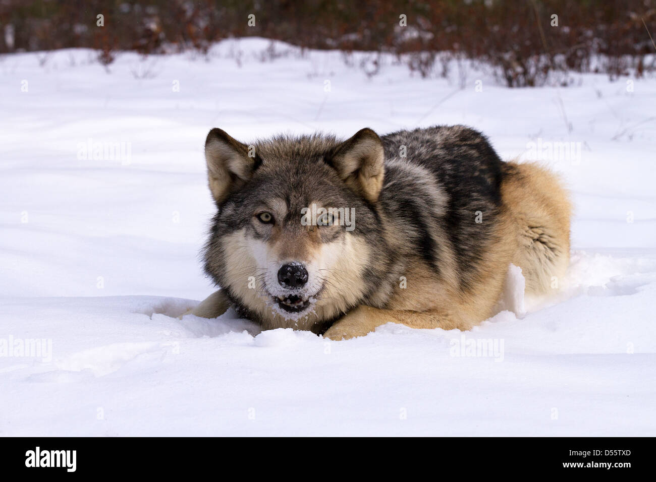 Lupo grigio, Canis lupus seduta nella neve Foto Stock