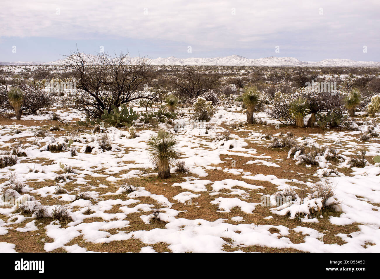 Scena invernale, deserto Sonora nei pressi di Oracle, Arizona Foto Stock