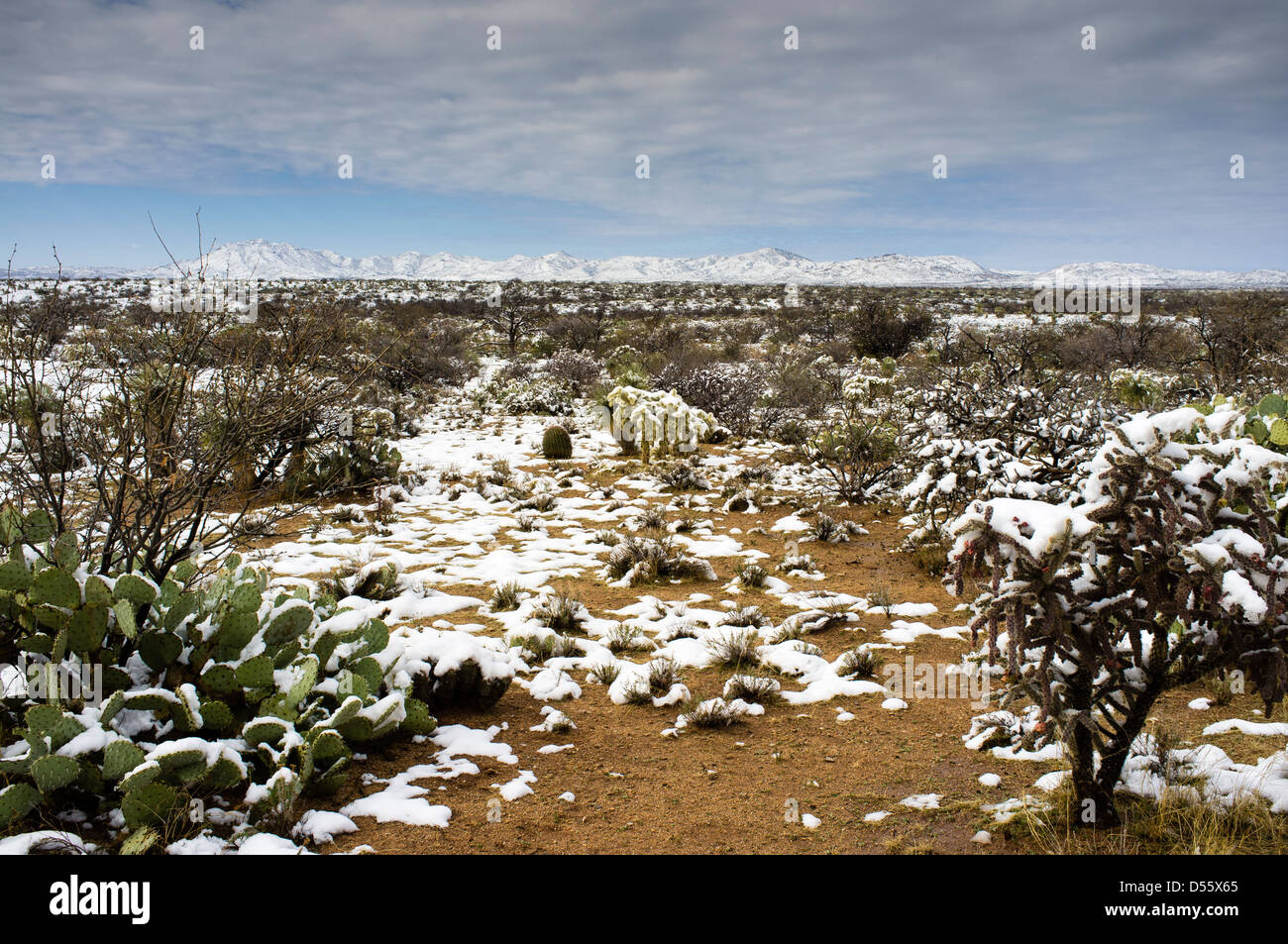 Scena invernale, del deserto di Sonora, nei pressi di Oracle, California Foto Stock