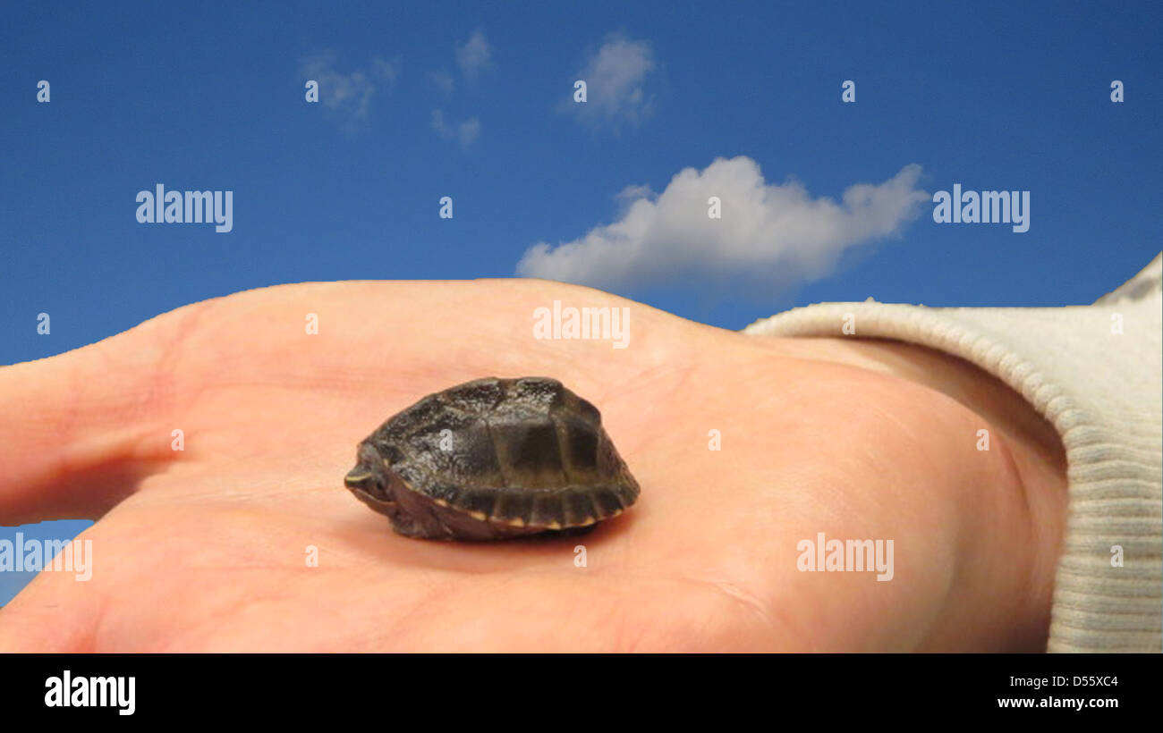 Baby musk turtle Foto Stock
