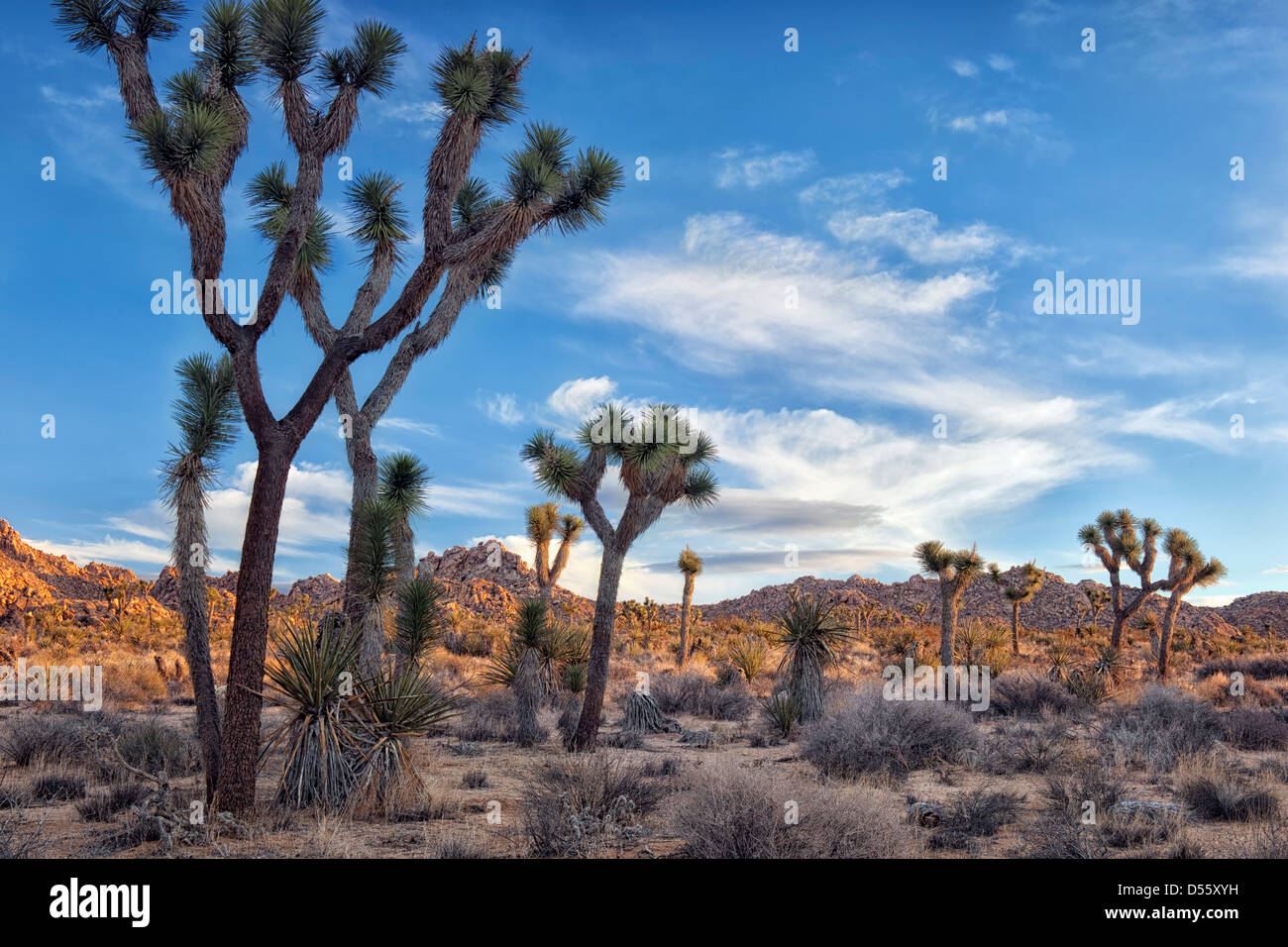 Alla luce dell'alba in California il parco nazionale di Joshua Tree. Foto Stock