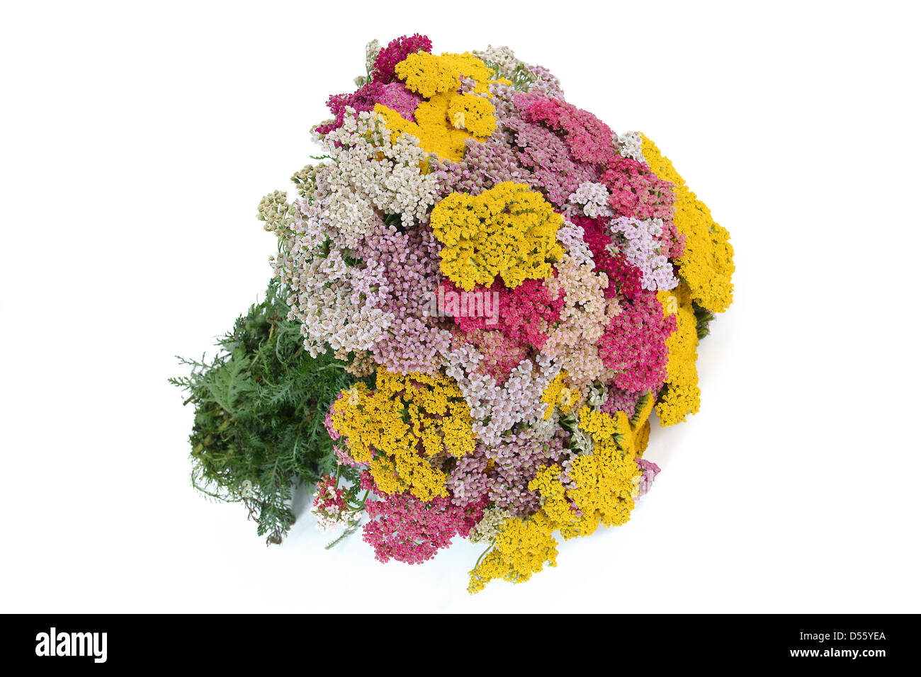 Bouquet di yarrow (lat. Achillеa), isolati su sfondo bianco Foto Stock