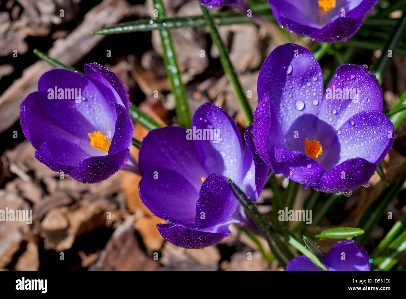 Di recente crocus in fiore fiori Foto Stock