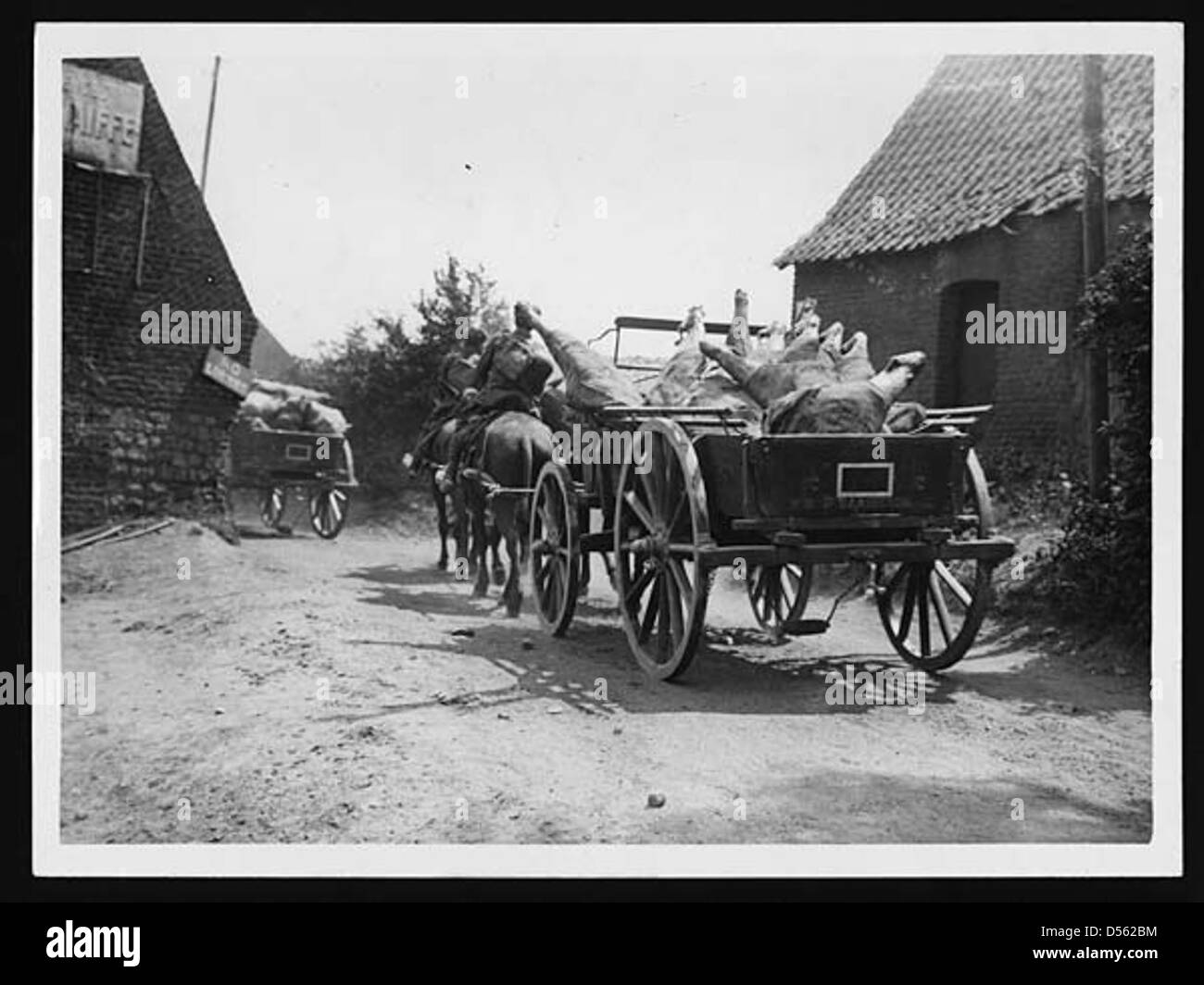 Carne fresca consegnata alle truppe sul fronte occidentale durante la prima guerra mondiale, essenziale per mantenere la forza e il morale dei soldati durante i combattimenti prolungati e le condizioni difficili. Foto Stock