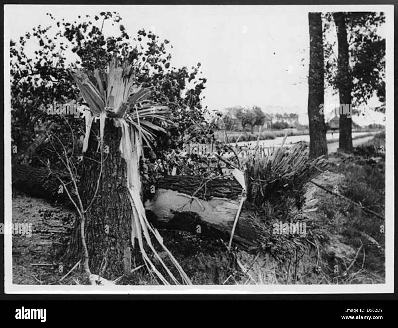 Per effetto di un colpo diretto su una struttura ad albero Foto Stock