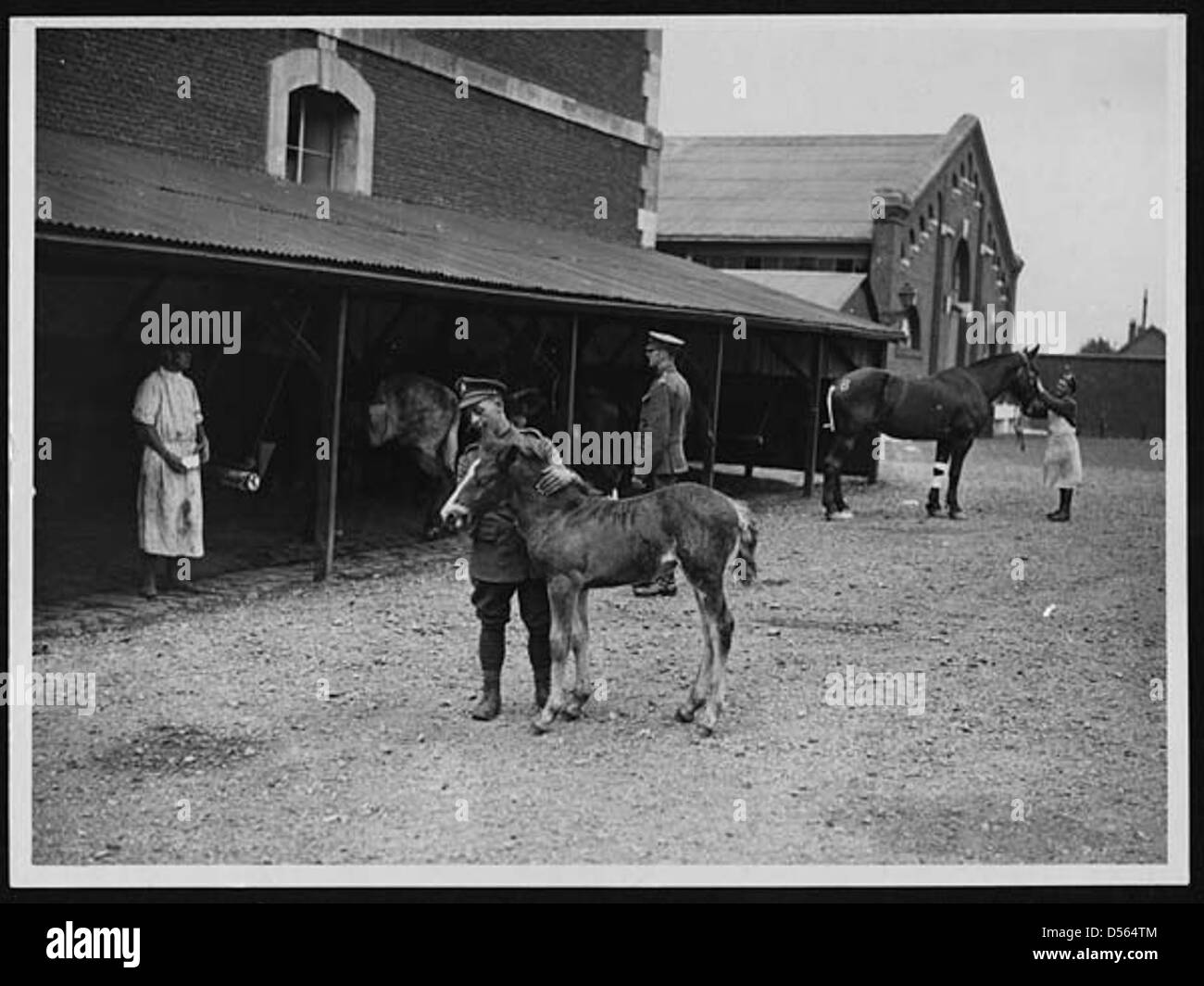 Un giovane cavallo, ritenuto troppo giovane per il servizio, si trova accanto a un carro in un'unità di trasporto cavalli della prima guerra mondiale. L'immagine evidenzia il ruolo essenziale svolto dai cavalli nel trasporto di merci e forniture in prima linea. Foto Stock