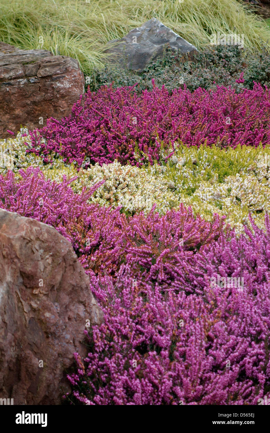 Erica carnea cultivar - fioritura invernale eriche utilizzato nella comodità impianti tra i massi Foto Stock