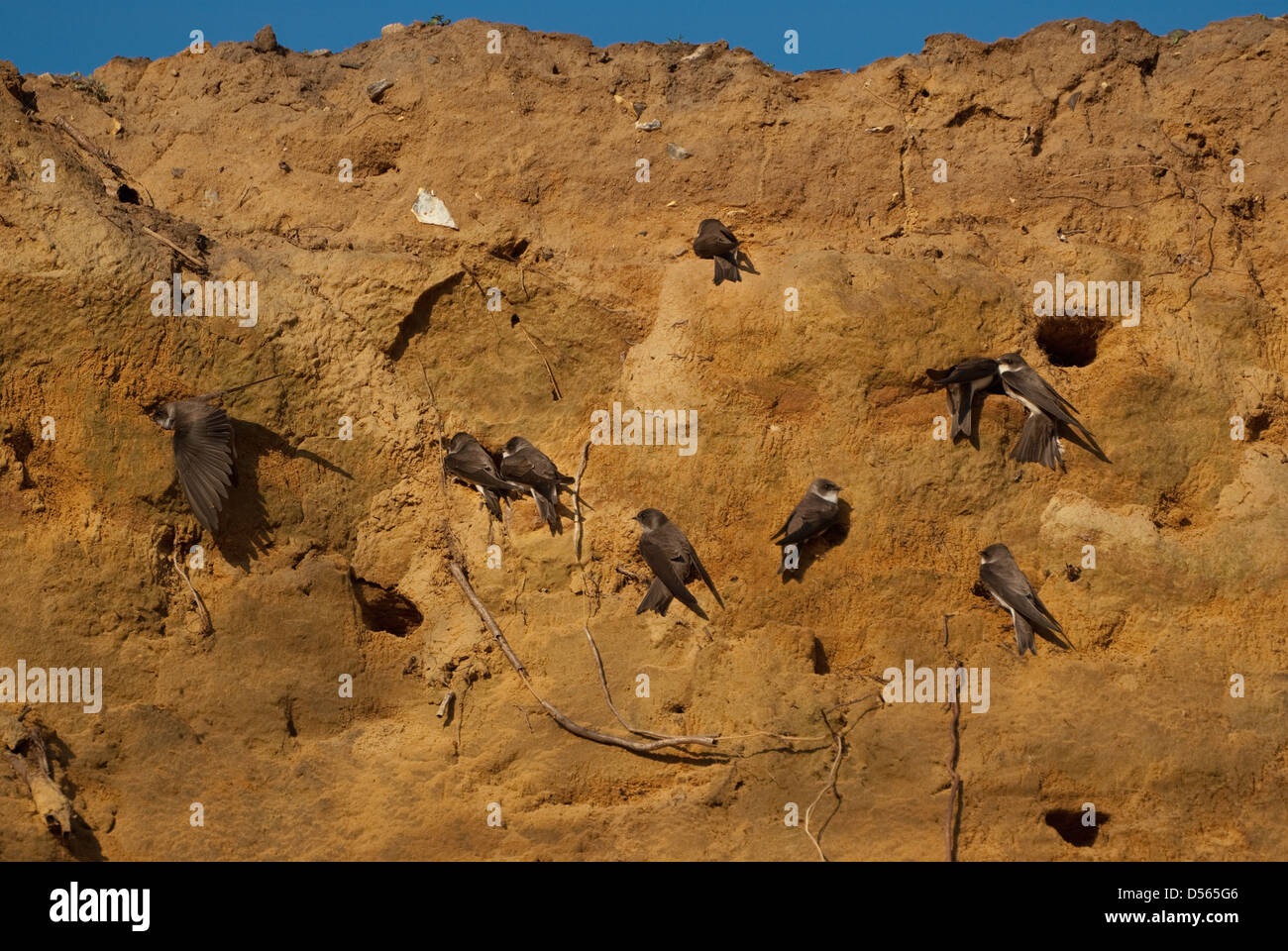 Sabbia Martins alla scogliera di nesting Foto Stock