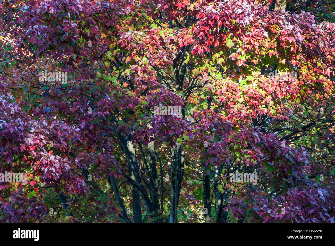 Pezzata di luce e ombra accentuano la vivace tavolozza di cadere nel coloratissimo autunno foglie di un albero di Acero. Foto Stock