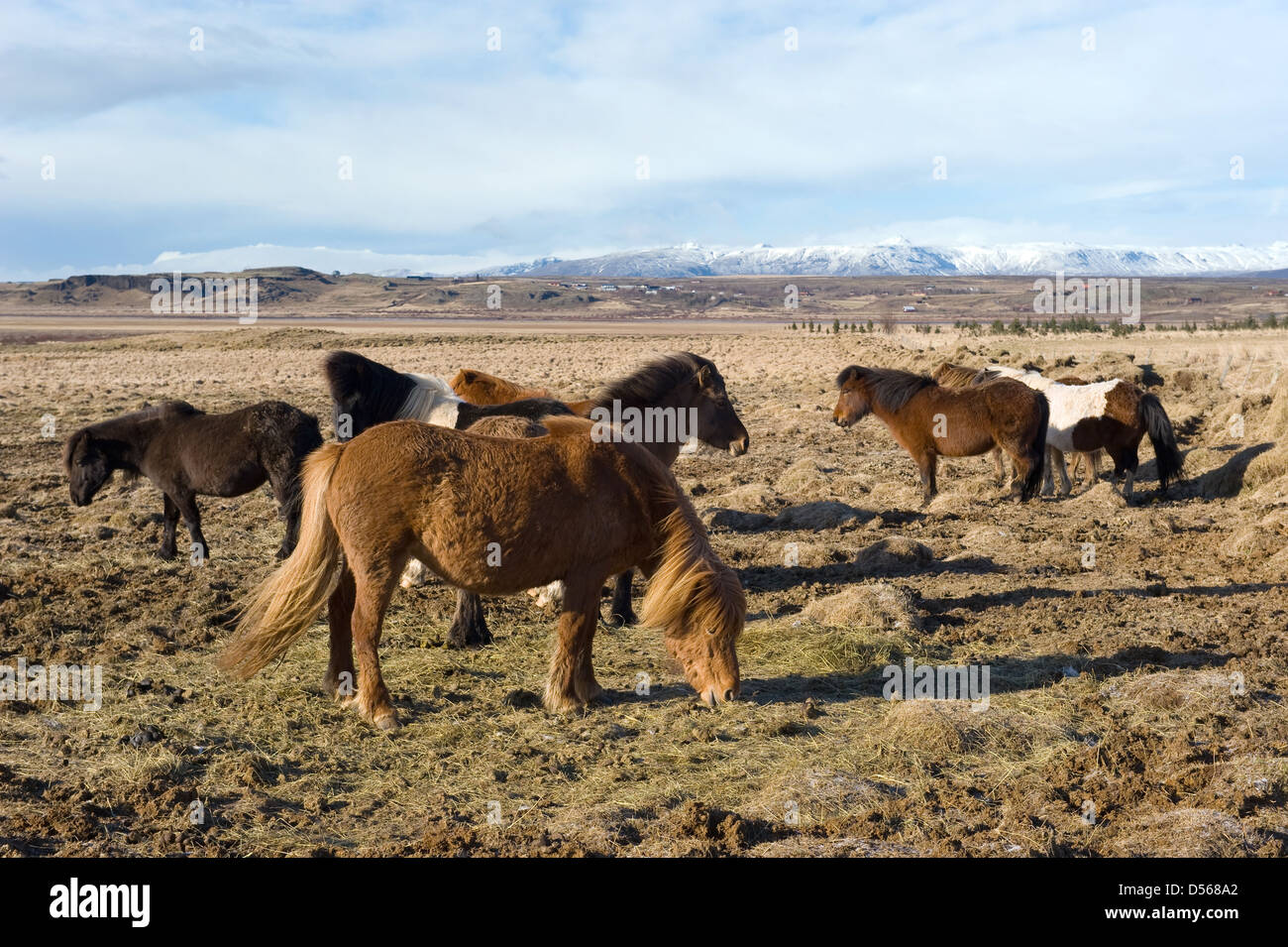 Cavalli islandesi sono in piedi in un campo con le montagne sullo sfondo Foto Stock