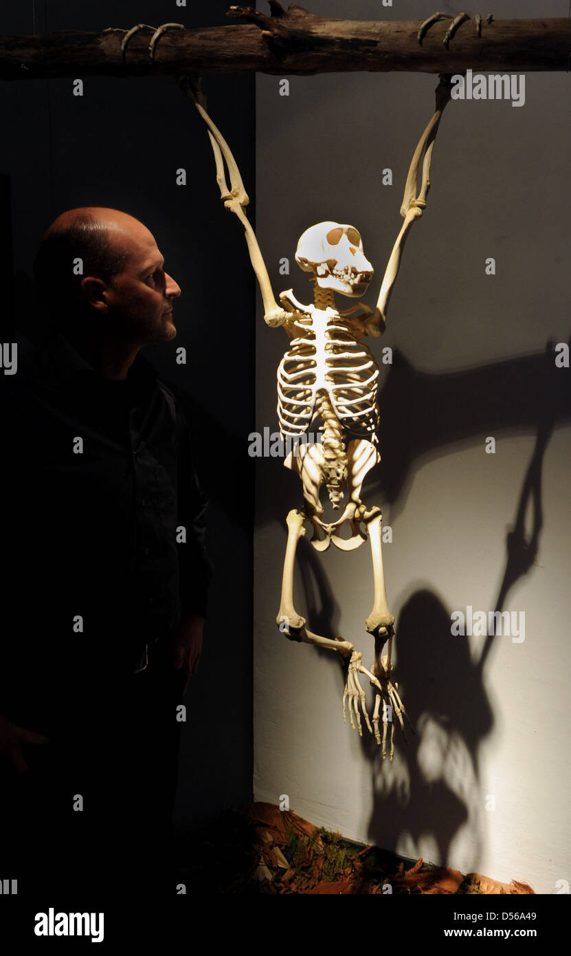 Kai Fueldner (L), la testa di Kassel il Museo di Storia Naturale, sorge accanto a un cast di un appeso allo scheletro di scimpanzé in mostra "L'uomo' EVOLUZIONE' a Kassel, Germania, 09 novembre 2010. Dioramae e ricostruzioni metterà in evidenza i vari aspetti della evoluzione umana dal 11 novembre al 01 maggio 2011. Foto: UWE ZUCCHI Foto Stock