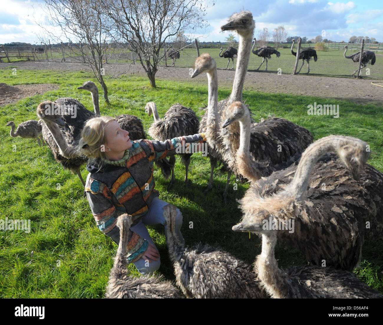 Ostrich allevatore Sabine Scholz è alimentare la sua fosterlings con gras per la sua azienda di struzzi in Sticheldorf, Germania, 25 ottobre 2010. Da cinque anni è stata l'allevamento di struzzi e vende la carne, le uova, le piume e la pelle dal più grande uccello del mondo. Foto: Peter Endig Foto Stock