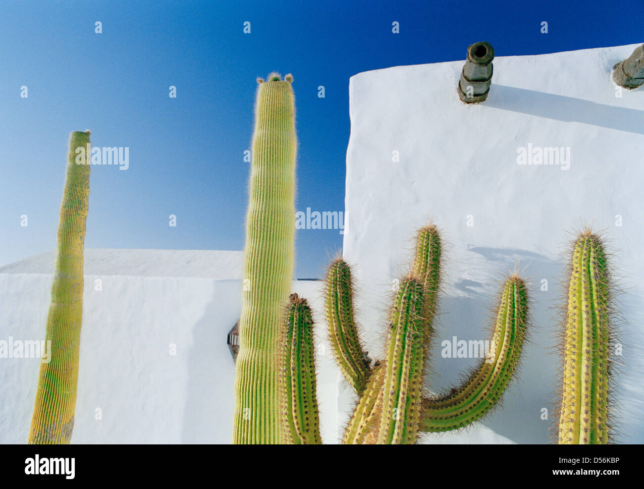 Cacti presso la vecchia casa di Cesar Manrique, l'artista / architetto delle isole Canarie di Lanzarote Foto Stock