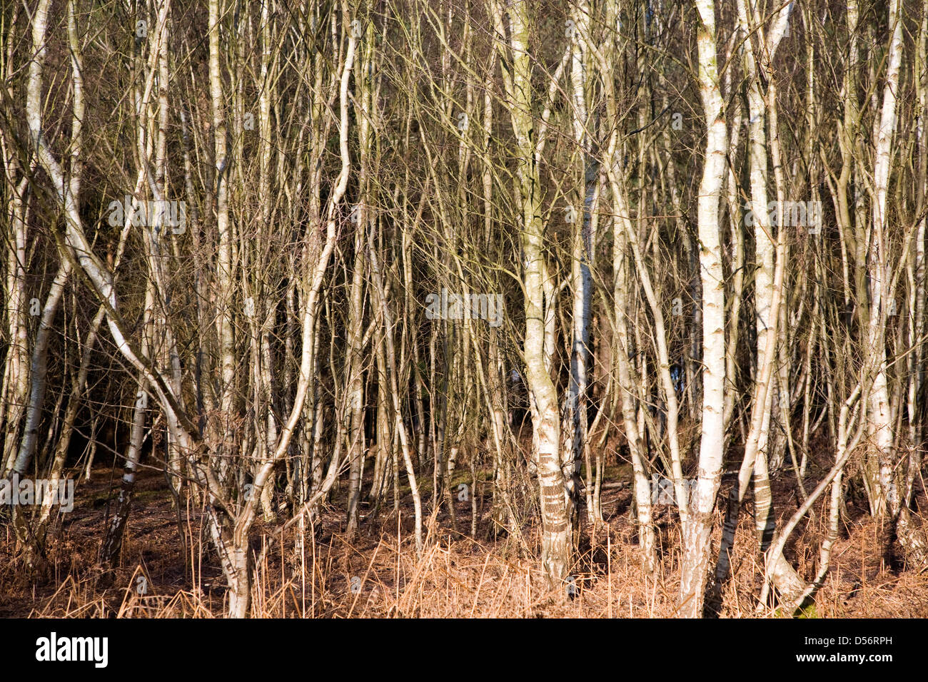La crescita densa di Betula pendula argento di betulle nel bosco, Suffolk, Inghilterra Foto Stock