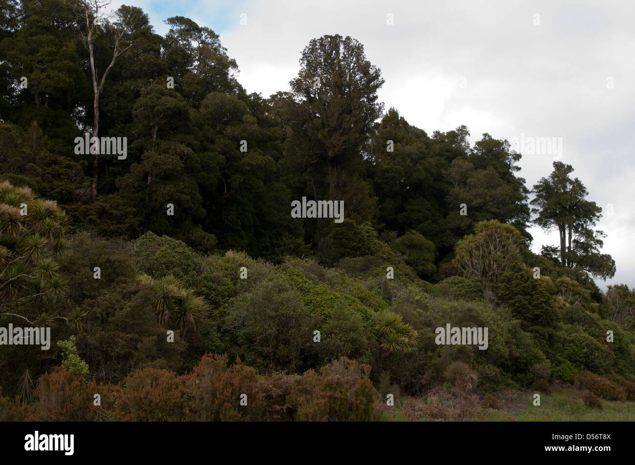Foresta di Pureora in Nuova Zelanda Waitomo district è un vecchio coltivati Foresta podocarp specialmente con Totora alberi. Foto Stock