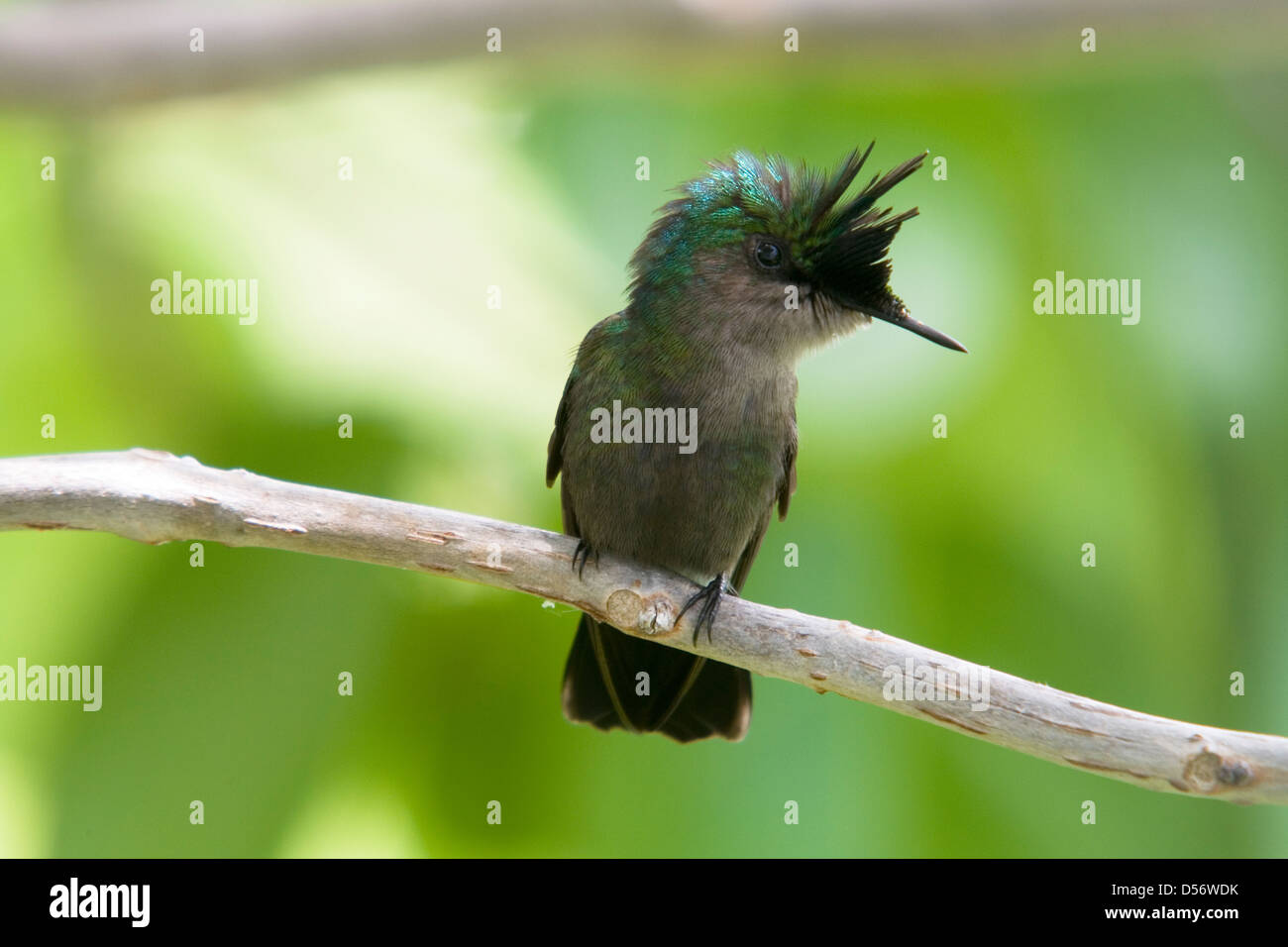 Appollaiato Antillean Crested ronzio Bird - guardando a voi. Foto Stock