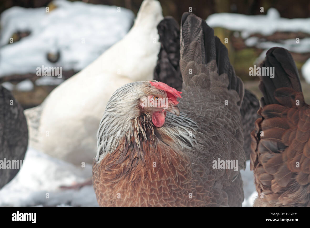 Grigio argento Dorking di pura razza di pollo. Foto Stock