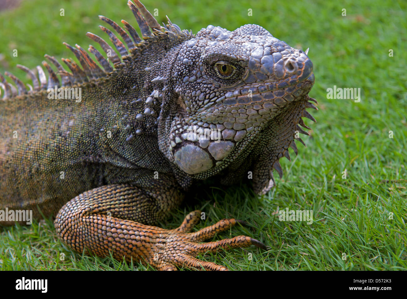 Iguana nel Parque de las iguana, di Guayaquil, Ecuador Foto Stock