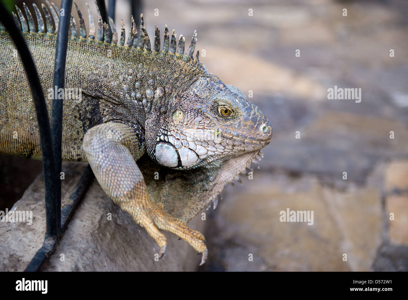 Iguana nel Parque de las iguana, di Guayaquil, Ecuador Foto Stock