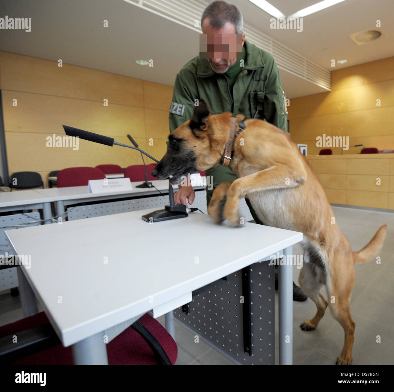 Un funzionario di polizia consente un rilevamento esplosivi cane Bandit cerca le aule di tribunale presso la corte distrettuale a Kaiserslautern, in Germania, 04 maggio 2010. La corte distrettuale annuncerà il verdetto su 04 Maggio 2010 in un omicidio di prova, in cui due uomini del moto club ''Hells Angels'' sono accusati di aver ucciso il capo di ''fuorilegge'' vicino Donnersbergkreis. Foto: Ronald Wittek Foto Stock