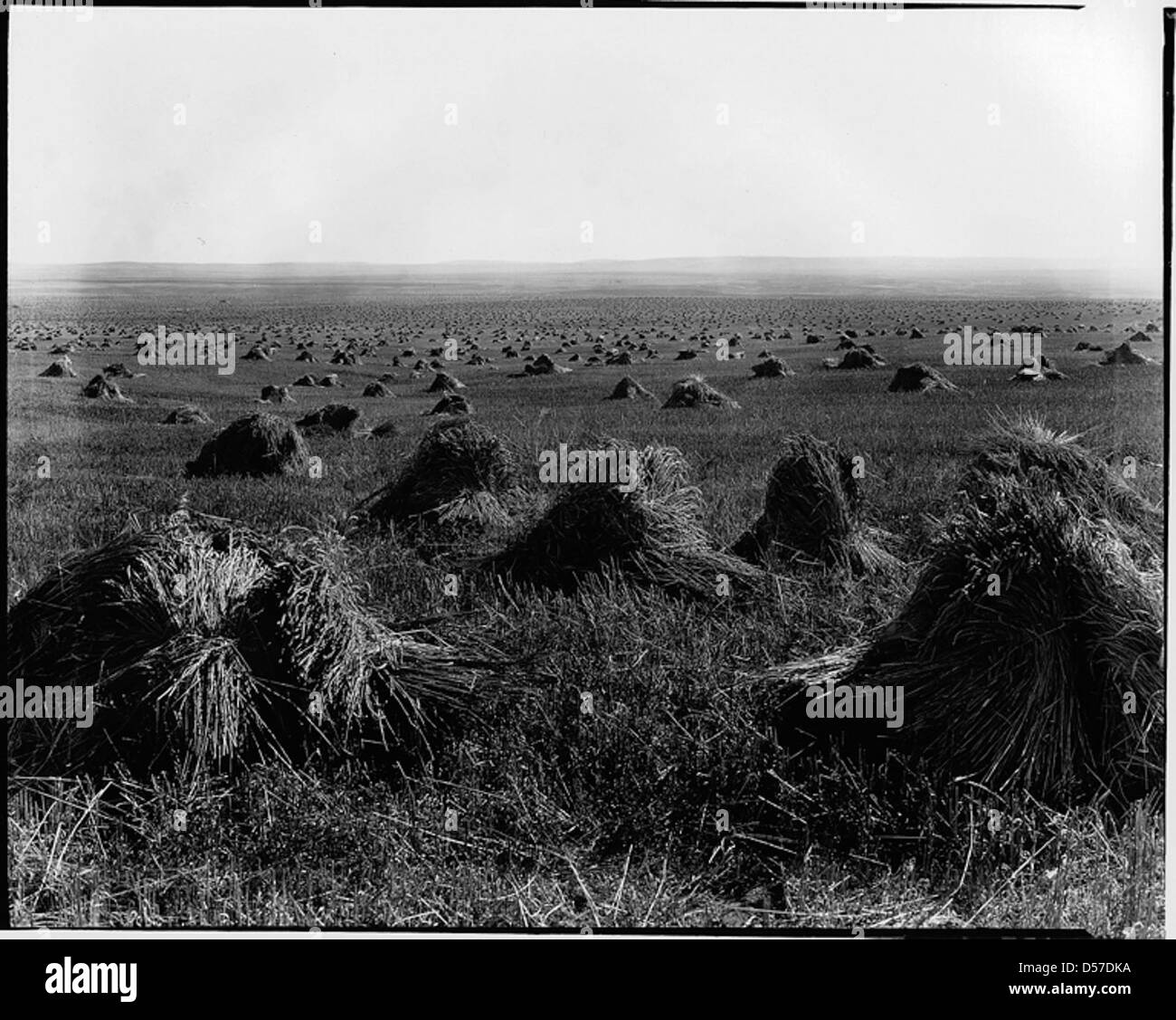 Una vista dei campi di grano vicino a Standard, Alberta, intorno al 1920, che mostra il paesaggio agricolo della regione e l'importanza nell'industria agricola canadese durante questo periodo. Foto Stock