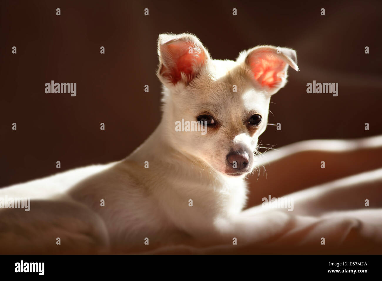 Cucciolo di Chihuahua Foto Stock