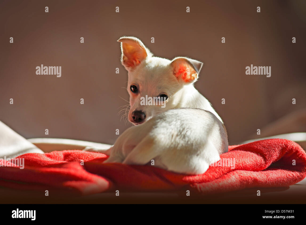 Chihuahua cucciolo Foto Stock