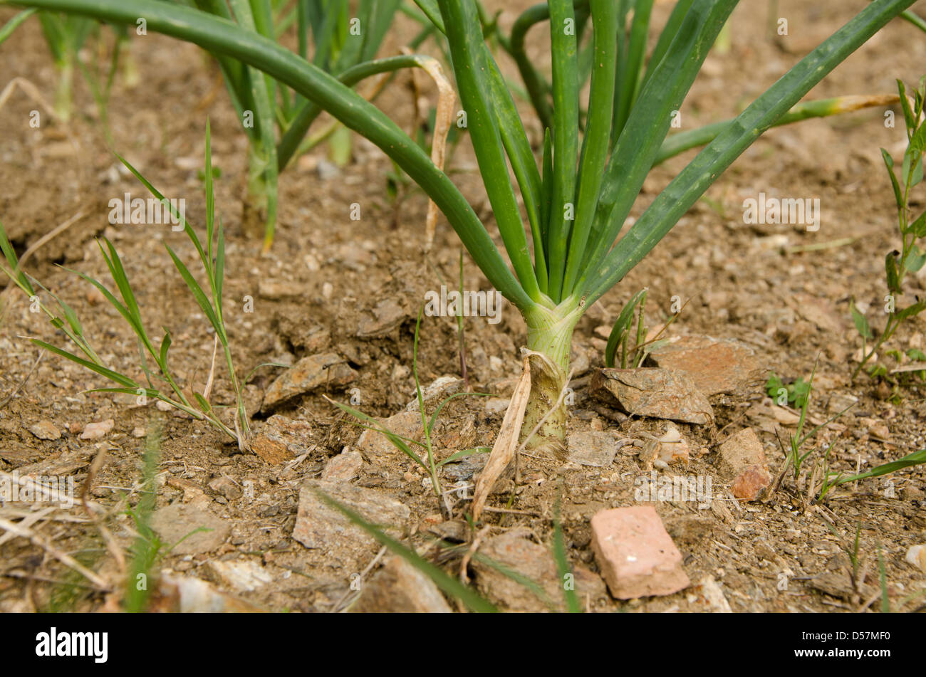 Close-up di cipolla pianta nel suolo, Spagna. Foto Stock