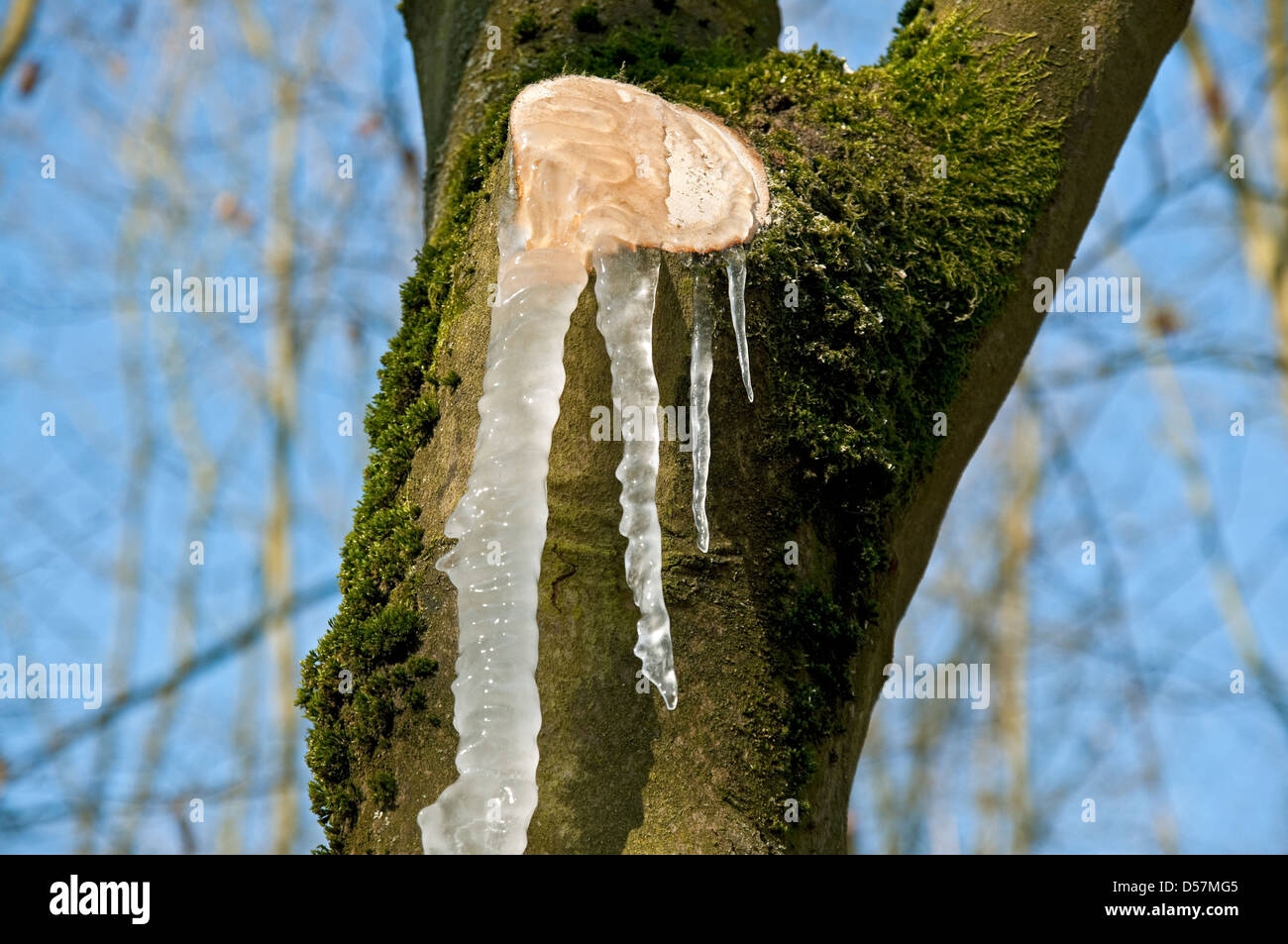 Gocciolamento di SAP e il congelamento da recentemente rifilato faggio. Foto Stock