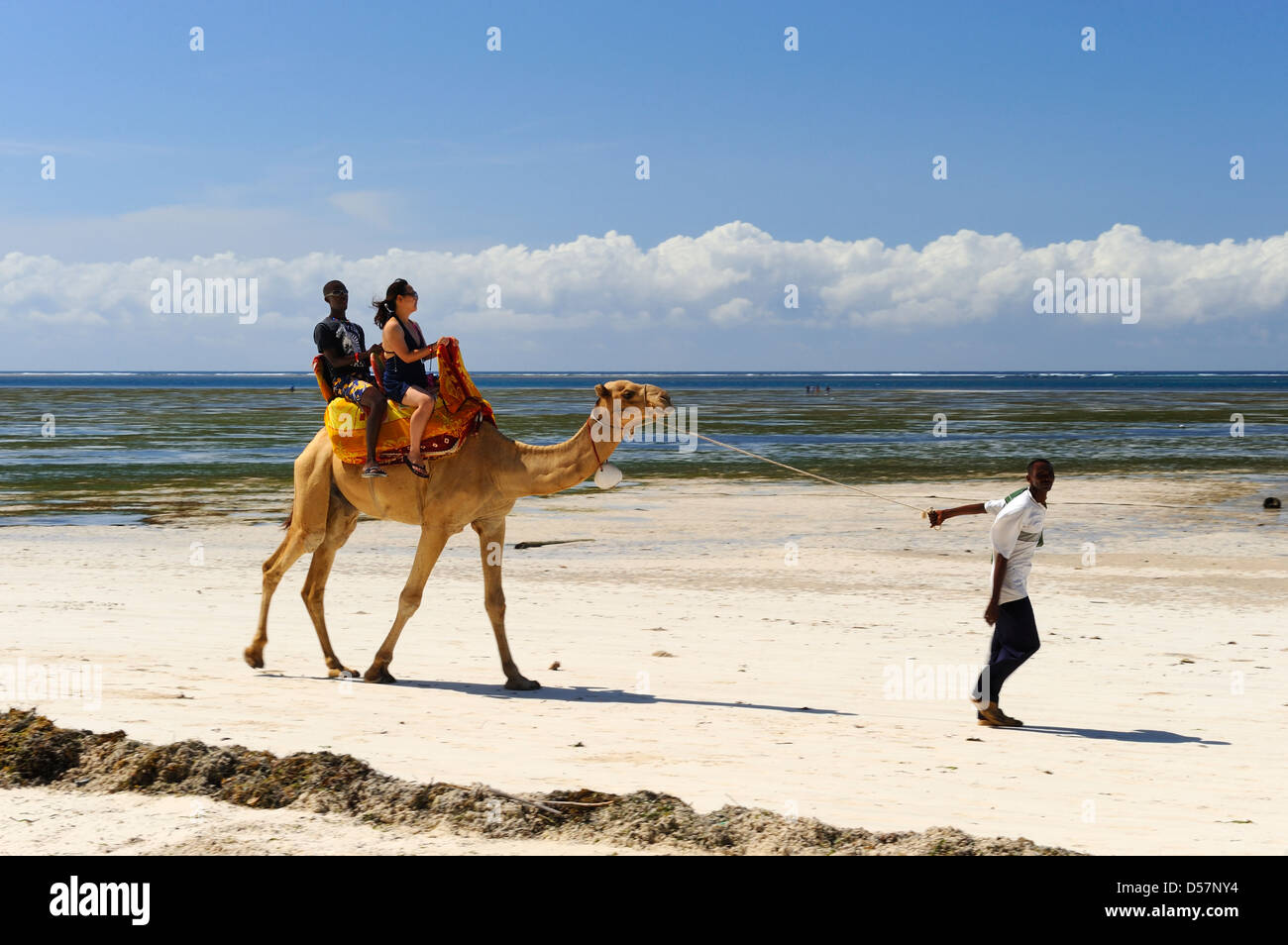 Le corse di cammelli sulla spiaggia di Mombasa, in Kenya, Africa orientale Foto Stock
