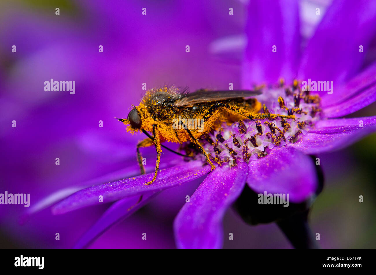 Fly polinating fiore Foto Stock