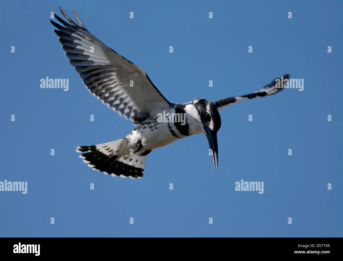 Pied Kingfisher, Ceryle Rudis Foto Stock