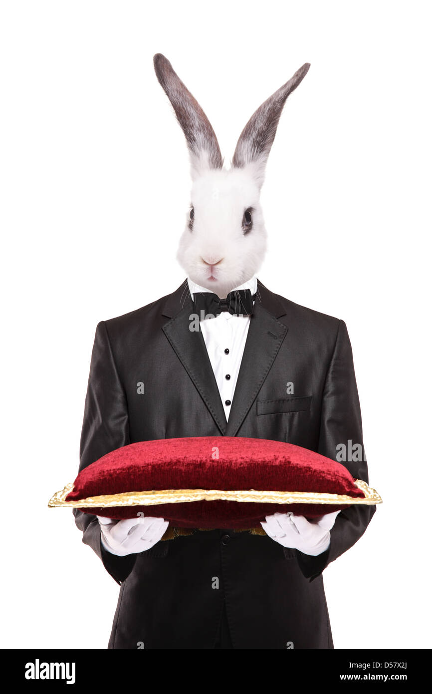 Coniglio in una tuta tenendo un velluto rosso cuscino isolato su sfondo bianco Foto Stock
