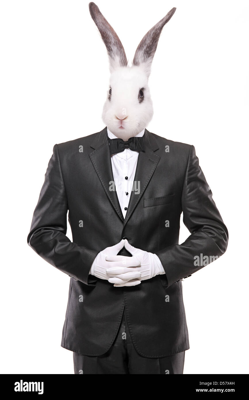 Coniglio in posa di un filtro bow tie suit isolati su sfondo bianco Foto Stock