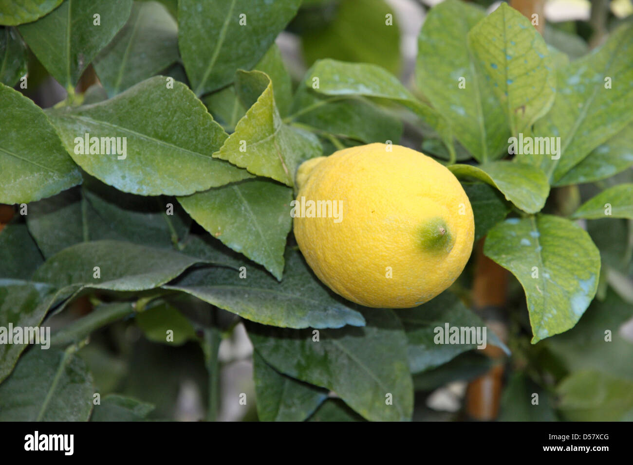 Limone in un impianto con foglie trattate con verdigris Foto Stock